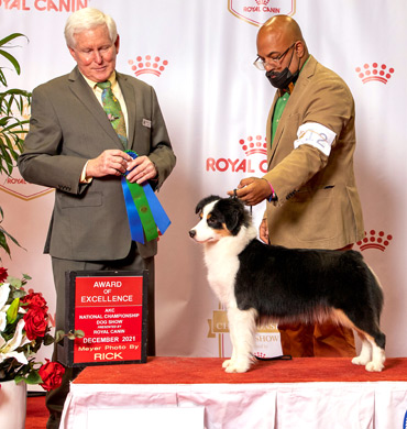 Dax earned an Award of Excellence at the AKC National Championship