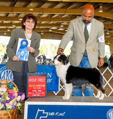 Dax earned Reserve Best in Show at the Greater Orange Park Kennel Club