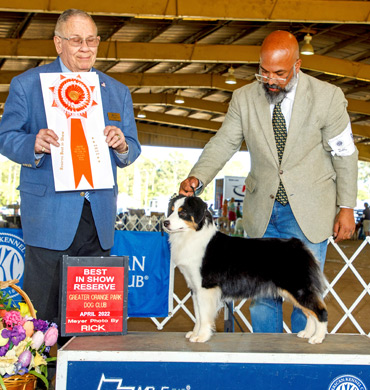 Dax earned Reserve Best in Show at the Greater Orange Park Kennel Club