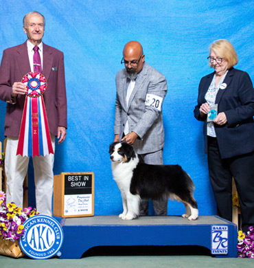 Dax became the top winning bitch in breed history, winning her third Best in Show