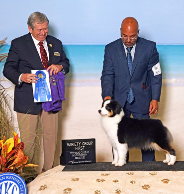 Dax earned Group One at the Toy Dog Club of South Florida