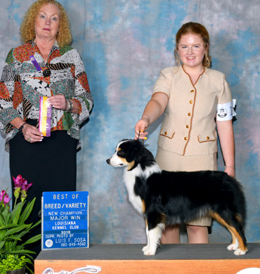 Karma finished her AKC Championship at Louisiana Kennel Club
