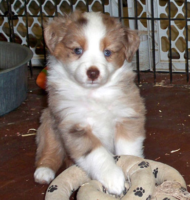 Kizzy as a pup
