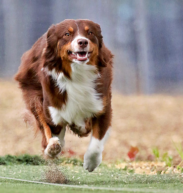 Maisel competing in Lure Coursing