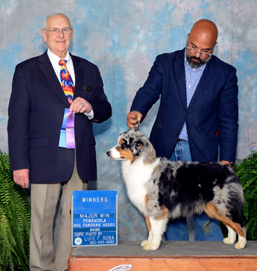 Mysti earns a Major Win at the Pensacola Dog Fanciers Association