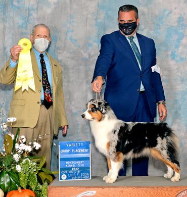 Mysti earns Group 3 at the Stephenville Kennel Club