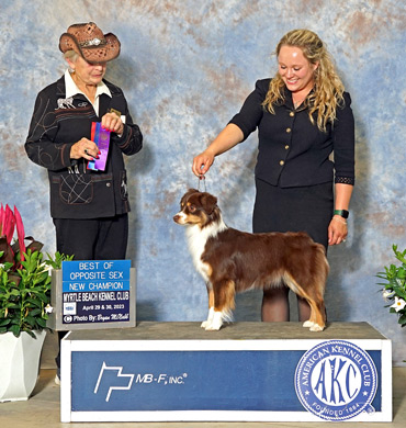 Xiya becomes a new Champion at the Myrtle Beach Kennel Club