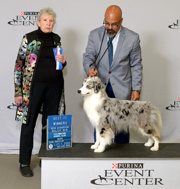 Citation becomes a new Champion at the Columbia Missouri Kennel Club