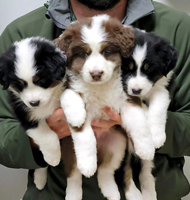 Cardi's pups