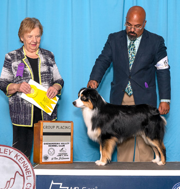 Fini earns Group 3 at Shenandoah Valley Kennel Club