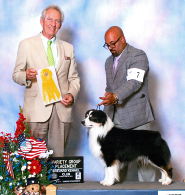 Remi is awarded a Group 3 at Brevard Kennel Club
