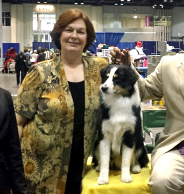 Remi Wins Miscellaneous Best in Show at AKC/Eukanuba 2013