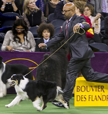 Remi in the show ring at Westminster 2016