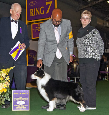 Remi Wins Best of Breed at Westminster