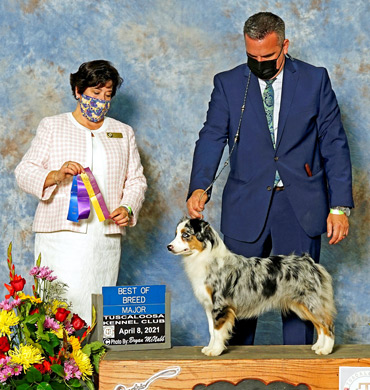 Annika wins Best of Breed at The Tuscaloosa Kennel Club