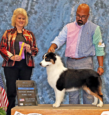 Cardi wins Best of Breed at Southeast Arkansas Kennel Club