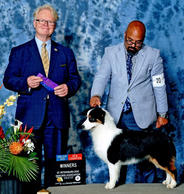 Cardi earns her Championship at St. Petersburg Dog Fanciers Association