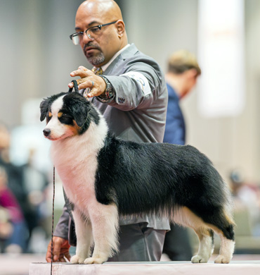 Dax won Select Bitch at the 2023 AKC National Dog Show