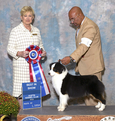 Dax won her 4th Best in Show in September 2023 at The Austin Kennel Club