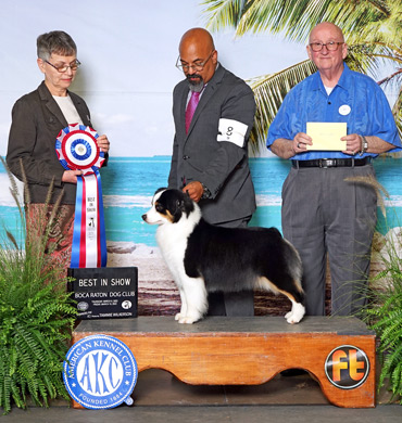 Dax won her 2nd Best in Show at the Boca Raton Dog Club