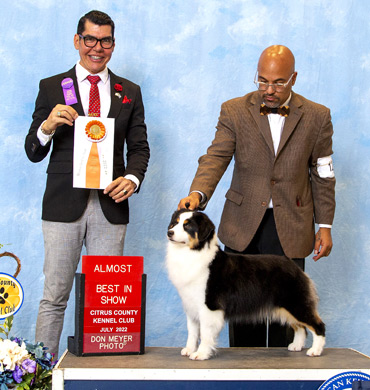 Dax won Reserve Best in Show at the Citrus County Kennel Club