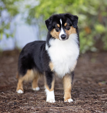 Georgie