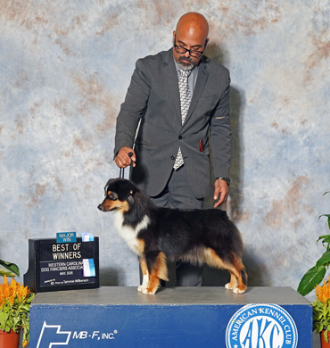 Georgie earned Best of Winners at The Western Carolina Dog Fanciers Association Club in May 2026