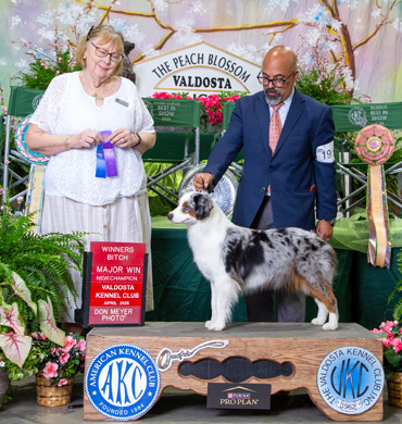 Gigi earns her AKC Championship at The Valdosta Kennel Club in April 2026