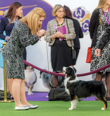 Karma with Junior Handler Taylor Blankenship at the 2020 WKC Show