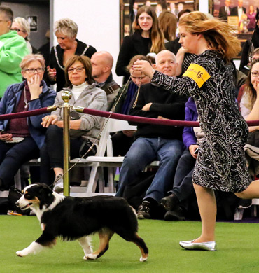 Karma with Junior Handler Taylor Blankenship at the 2020 WKC Show