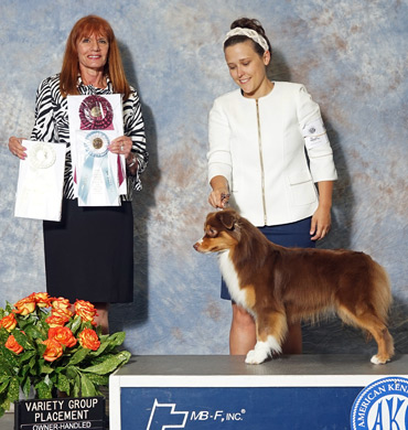 Levi earned Select Bitch and Best Owner Handler at the SEMASC Speciality show