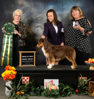 Levi earned an Award of Merit at the 2023 MASCUSA National Specialty