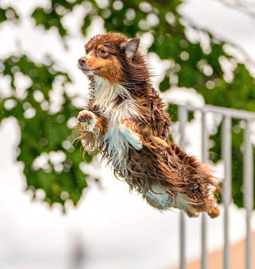 Levi competing in Dock Diving