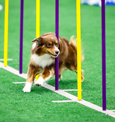Leviosa competing in Agility