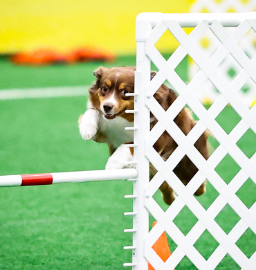 Leviosa competing in Agility
