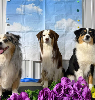 Sora, Arrow, and Lyra