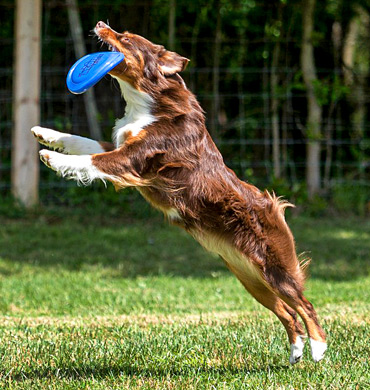 Maisel competing in Disc Dog