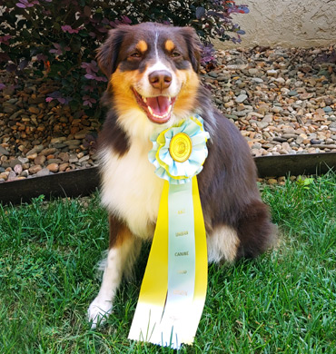 Quest with her Good Canine Citizen award