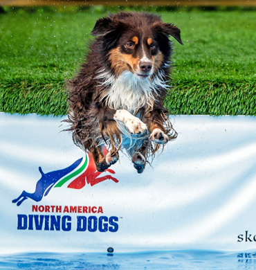 Quest jumping at North America Diving Dogs event