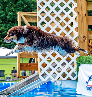 Quest jumping at North America Diving Dogs event