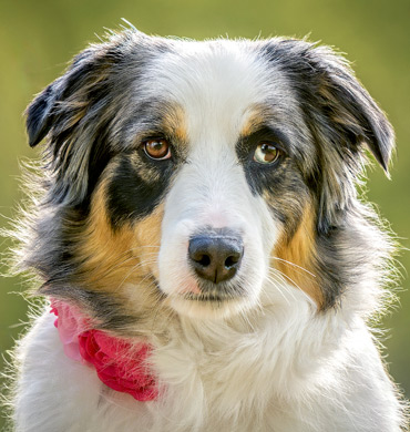 Stella