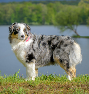 Stella