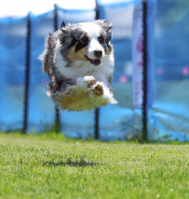 Stella competing in Fast CAT
