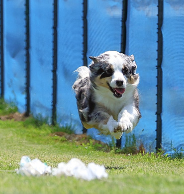 Stella competing in Fast CAT