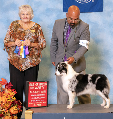 Tanzi earns Best of Breed at Brandon Kennel Club of Florida