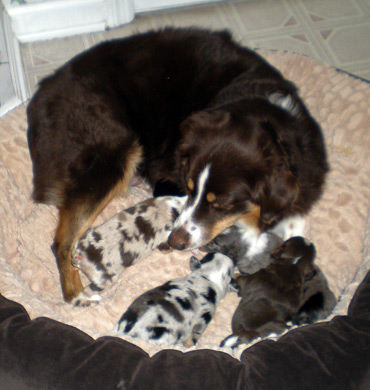 Xena with her pups