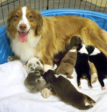 Rosie with her pups