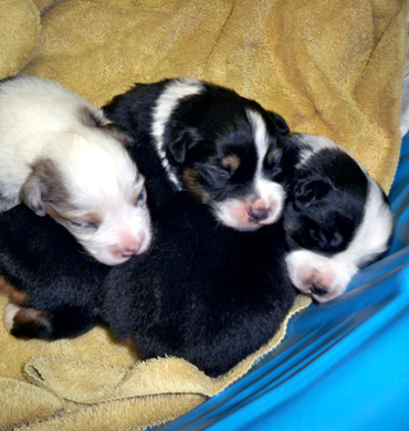Kizzy & Ref's pups