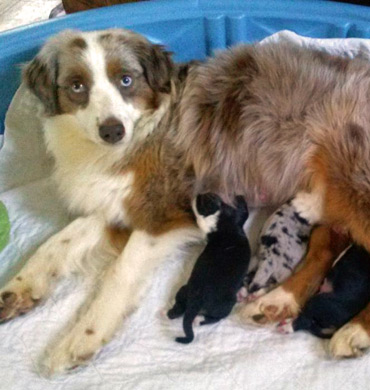 Kizzy with her pups