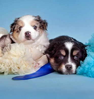 Kyra & Click's pups